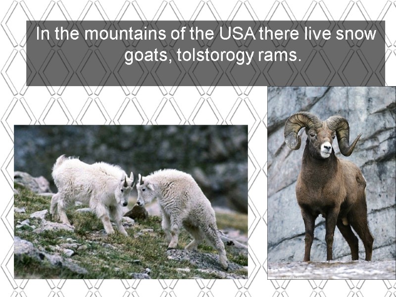 In the mountains of the USA there live snow goats, tolstorogy rams.